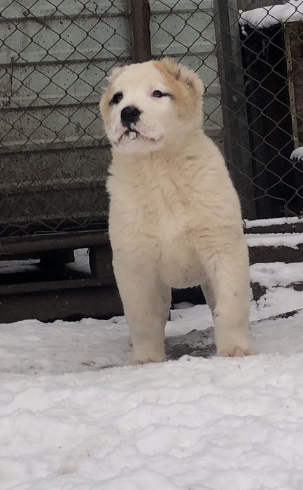 Среднеазиатская овчарка  Алабай