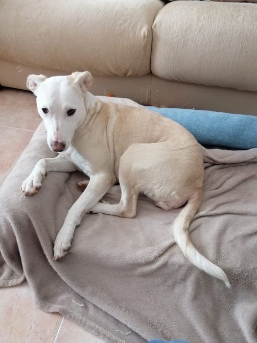 Cadela para adoção responsável