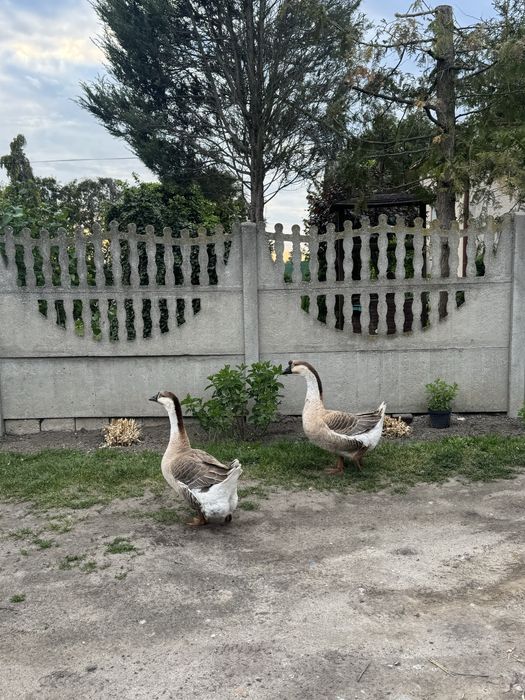 Parka gęsi garbonose
