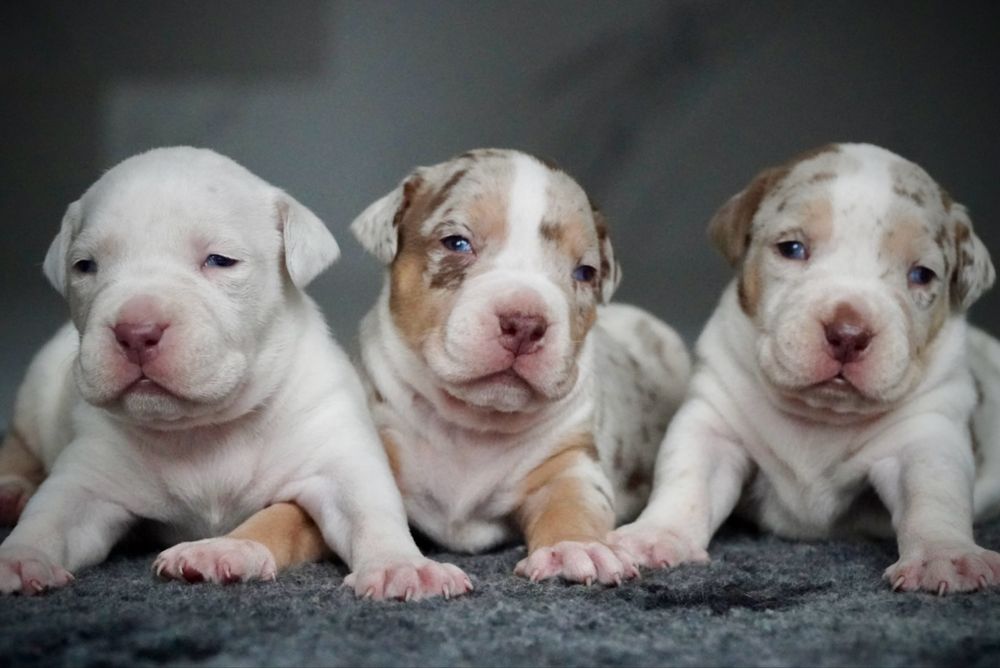 American Bully XL ABKC