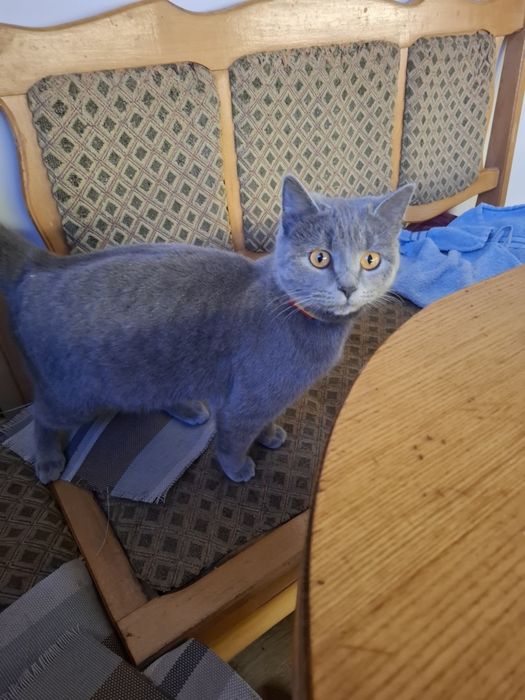 Кішка шотландська