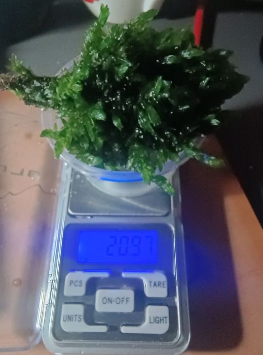 Mech Willow gigantea