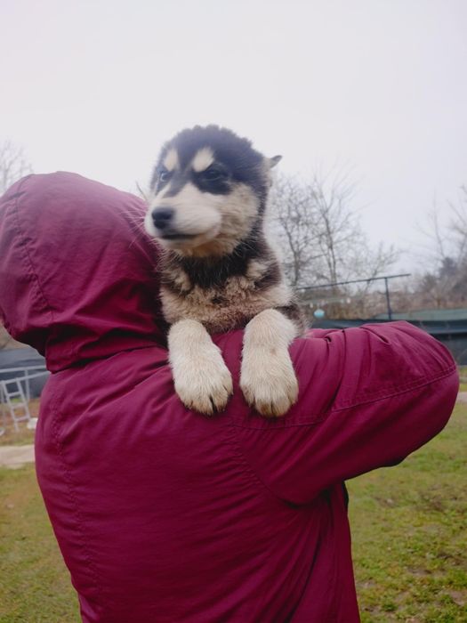 Alaskan malamute śliczna suczka