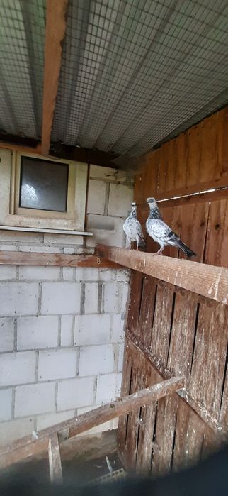 Para szeków pergole 25