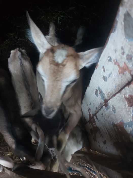 Цап 3 місяці безрогий
