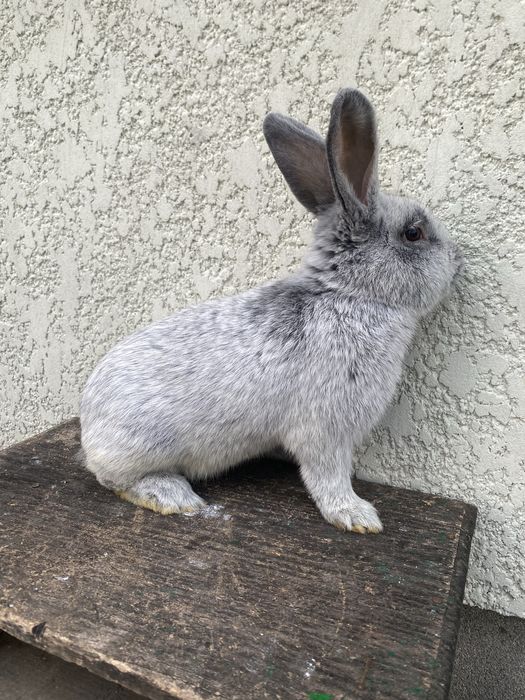 Кролики кролі продам