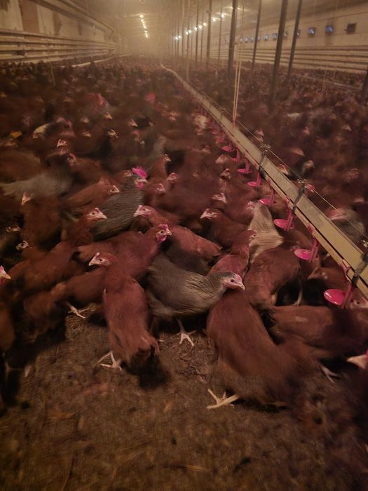 Kury nioski prosto od hodowcy ! Kurki z jajkiem ! Messa Leghorn ROSA