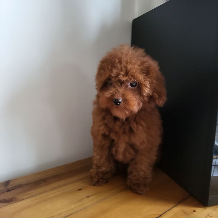 Pudel toy,red, szczenie