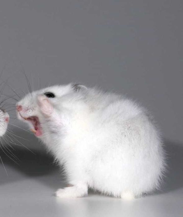 Роскошные джунгарские хомячки, белоснежного окраса, хомячата, хомяки