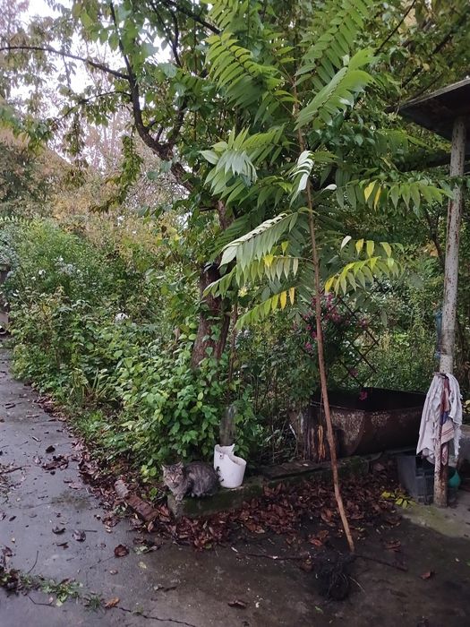 Уксусне дерево, сумах саджанець