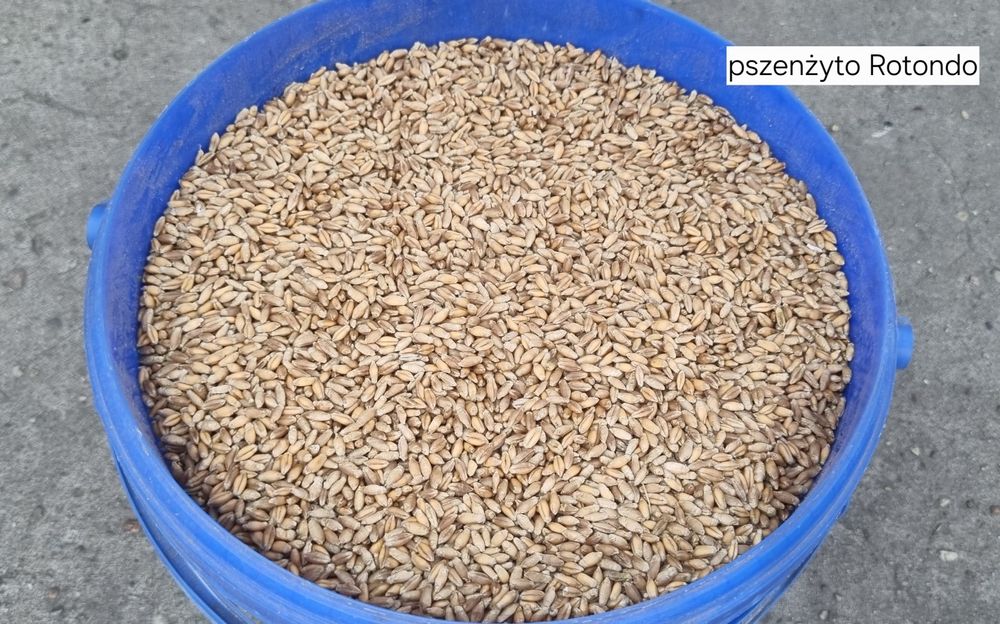 Pszenżyto ozime Rotondo