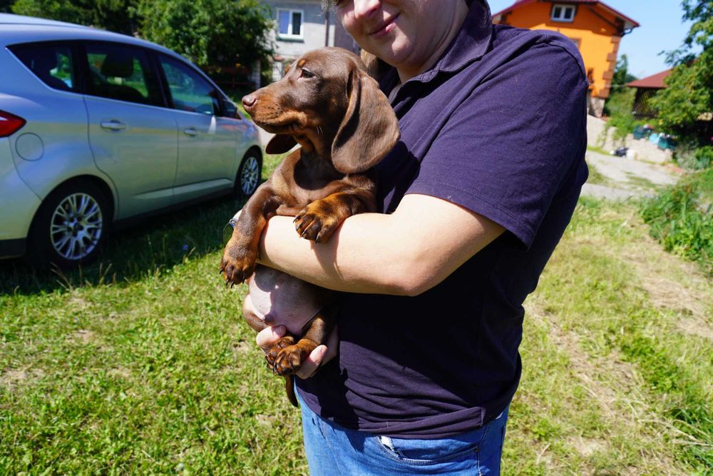 Jamnik czekoladowy piesek szczeniak