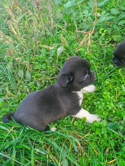 Чишечки чихуашечки