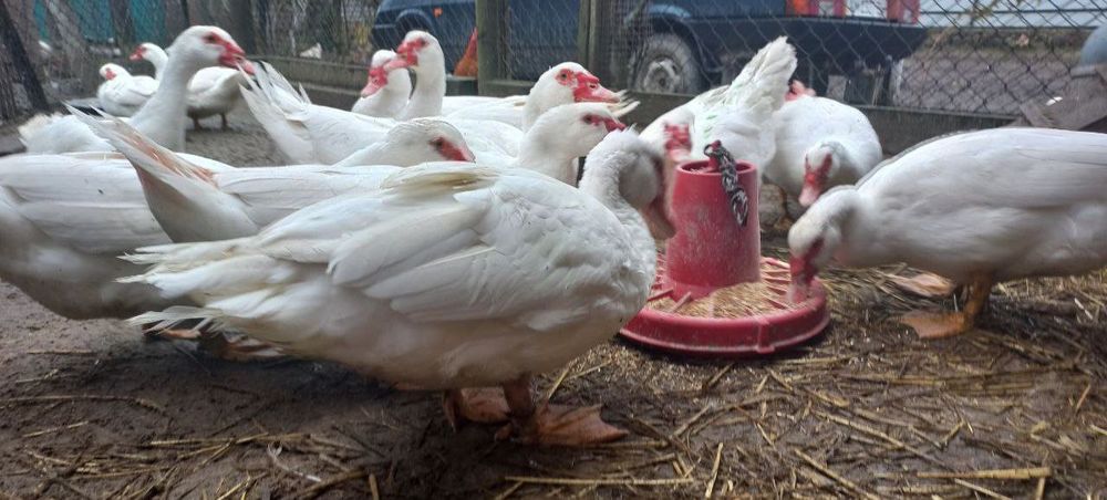 Мускусні індокачури та індокачечки німецької лінії