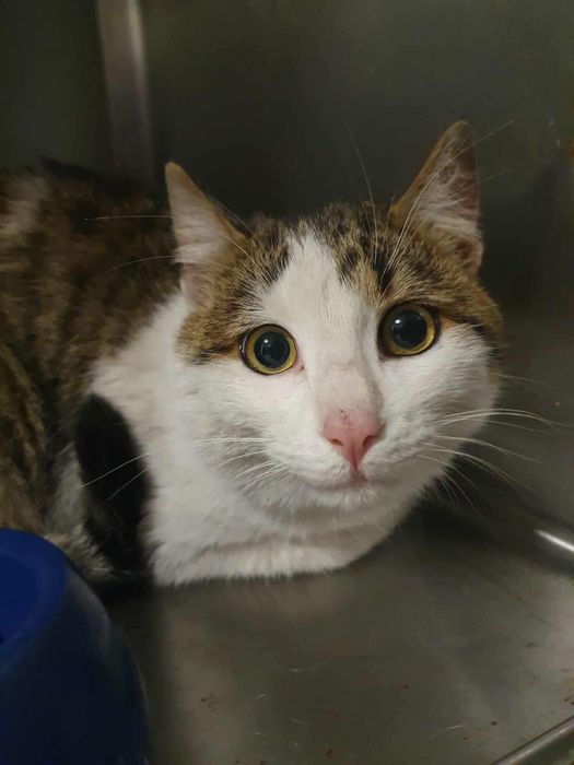 Zbyszek to bardzo kontaktowy kocurek