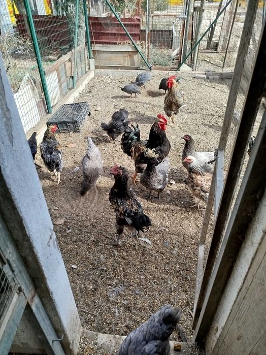 Frangos Galos galinhas Ovos Galados Patos e Fracas Ovos Galados