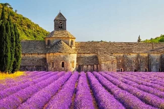 Nawóz - podłoże do Lawendy, Bukszpau, Róż WESTLAND 20 Litrów