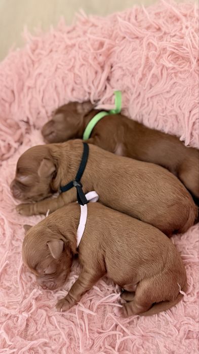 Piesek cavapoo f1b