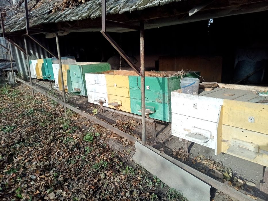Продам пасіку/ вулики