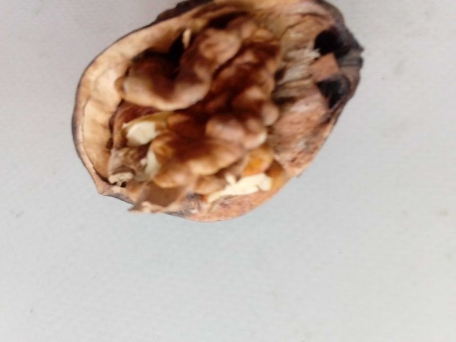 Sprzedam - Orzechy Włoskie.