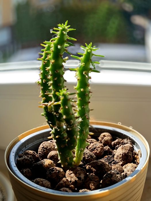 Kaktusy sukulenty różne zapraszam