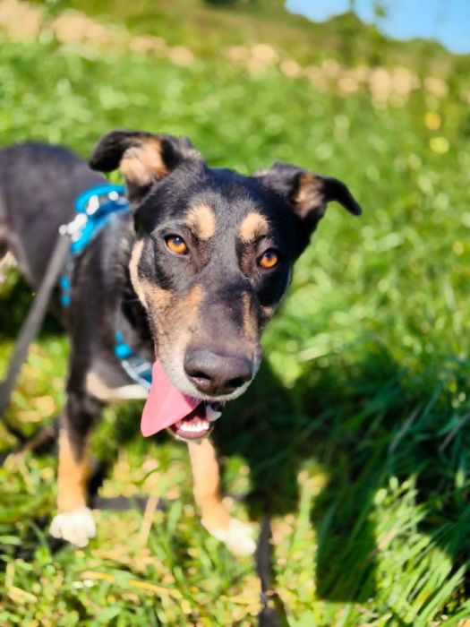 Szarak do adopcji!