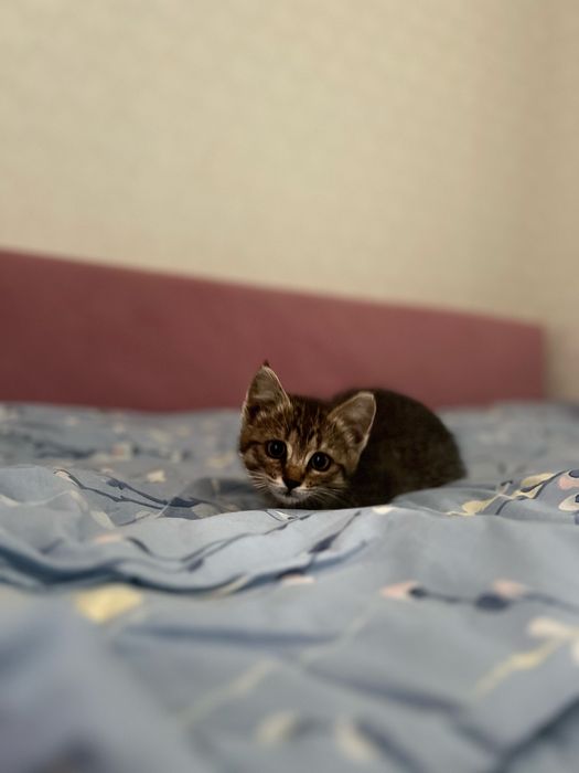 Віддам кошенятко в добрі руки