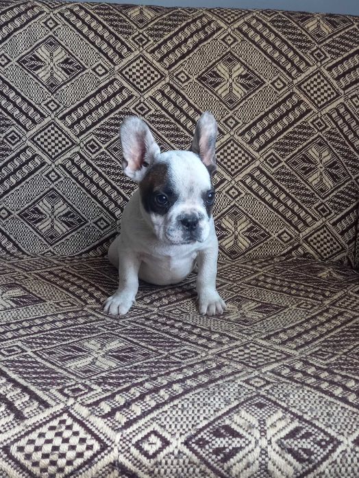 Buldog francuski piesek