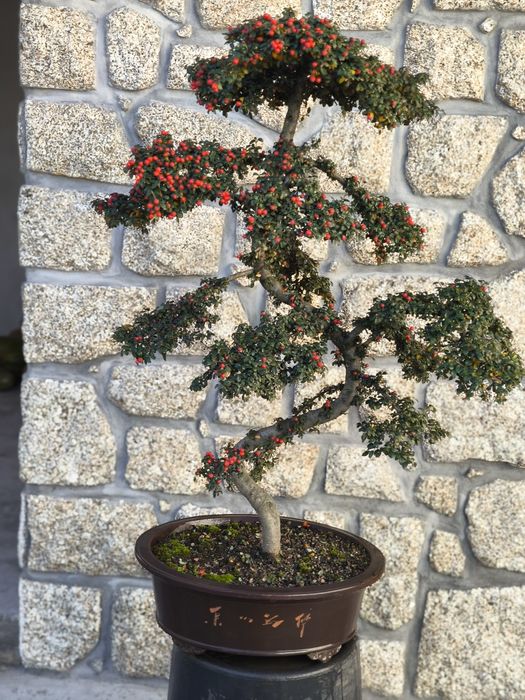 Bonsai para exterior