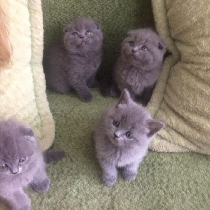 В'язка висловухий шотландський кіт