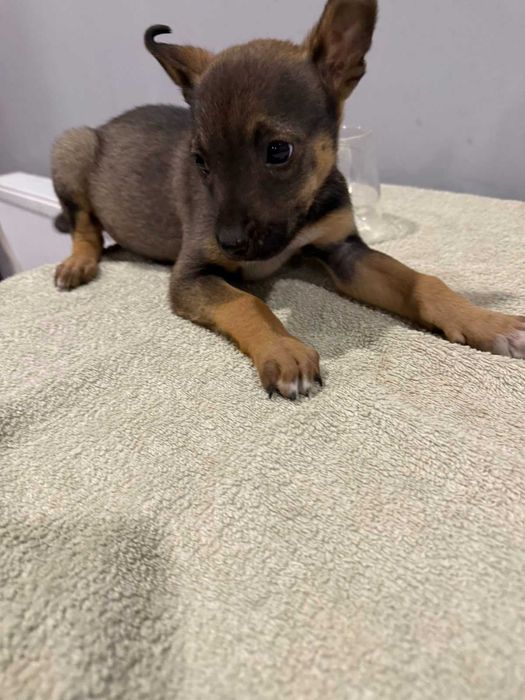 Малюки шукають дім