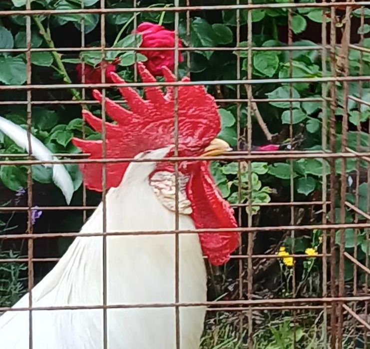 kogut, koguty rasy leghorn