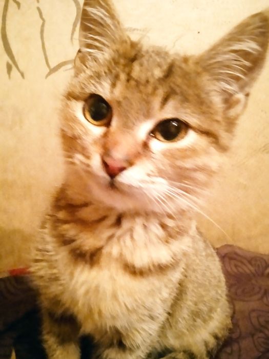 Хлопчик смугастий міні тигрик