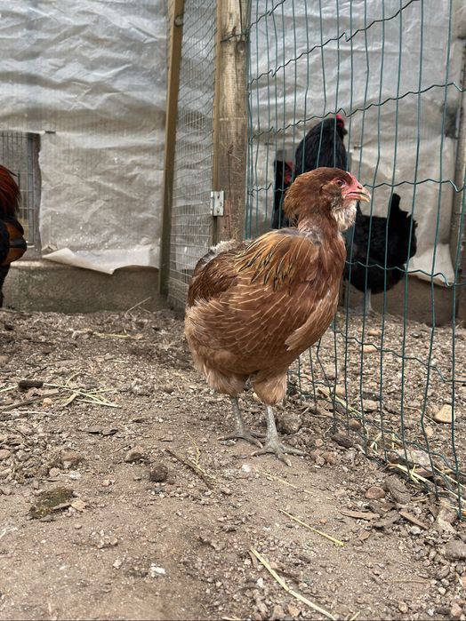 Casal Raça Araucana