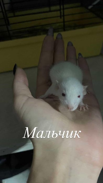 Отдам в хорошие руки прелестных крысят)))