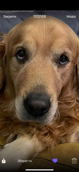 Золотистий Ретривер для вязки