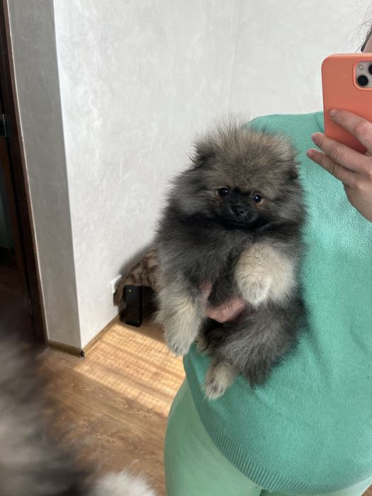 Хлопчик соболь померанський шпіц