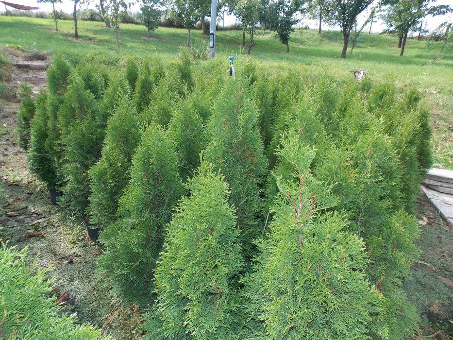 Tuja szmaragd doniczka 5 litrów wysokość tui 130-160 cm