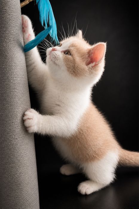 Femêa british shorthair fawn bicolor