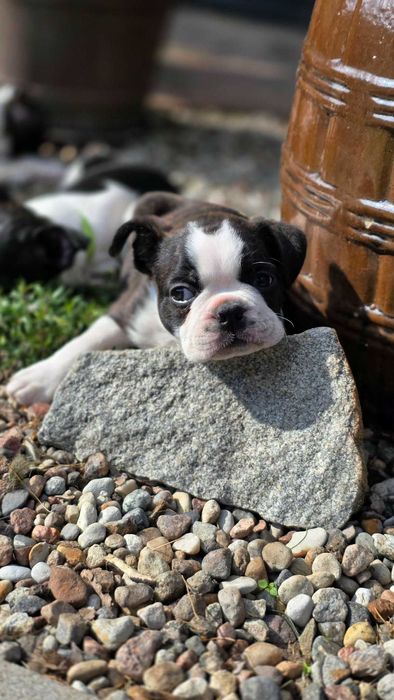Boston terrier z rodowodem
