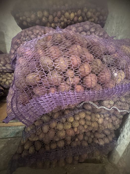 Продам дрібну картошку