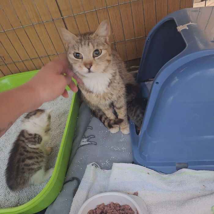 Kotek do adopcji- Luna jest młodą kotką, potrzebuje człowieka