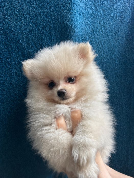 KIWI szpic miniaturowy pomeranian samiec