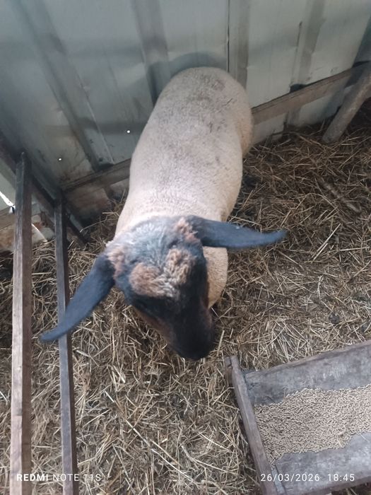 Borrego sufulk para criação