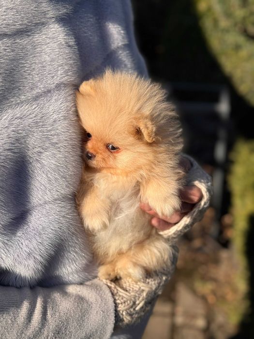 Шикарні цуцики Шпіци