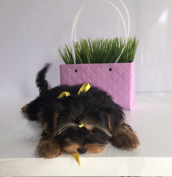 Йорки гарнесенькі