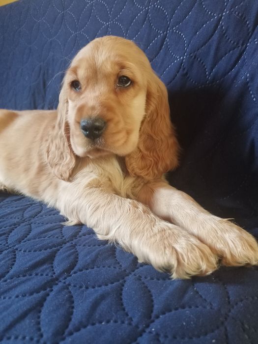 Piękna suczka Cocer spaniel angielski