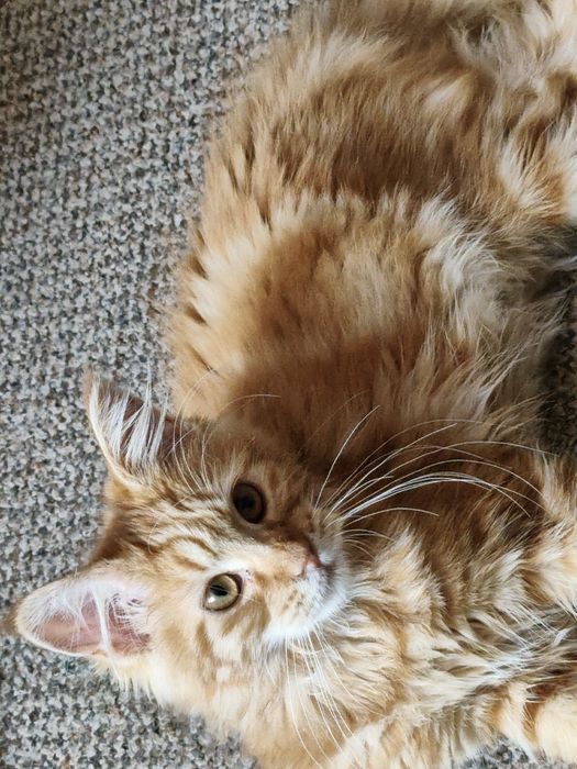Dziewczynka Maine Coon