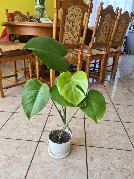 Monstera kwiat domowy