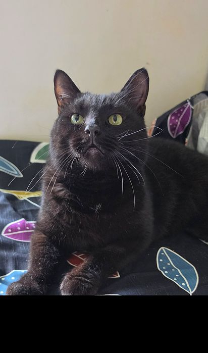 Чорний котик черный кот
